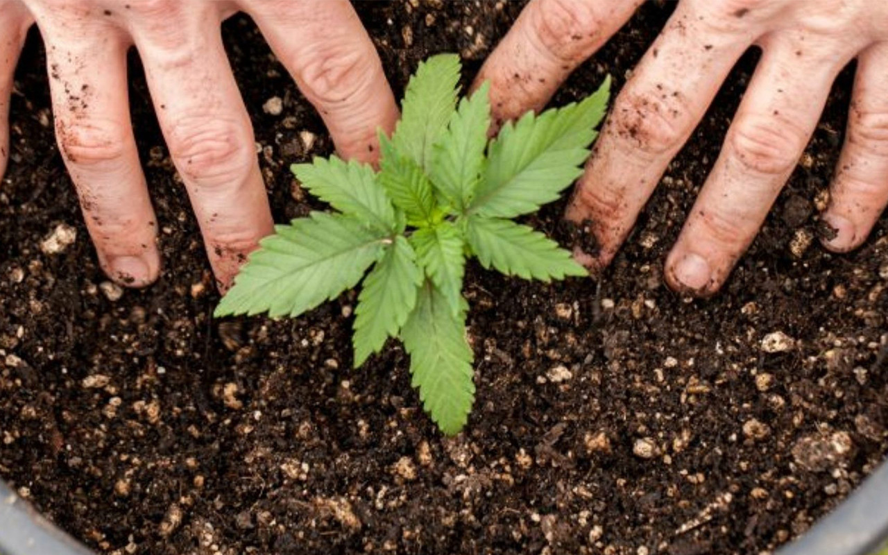 Mineral vs Organic Fertilizers: Which is Better for Growing Cannabis?