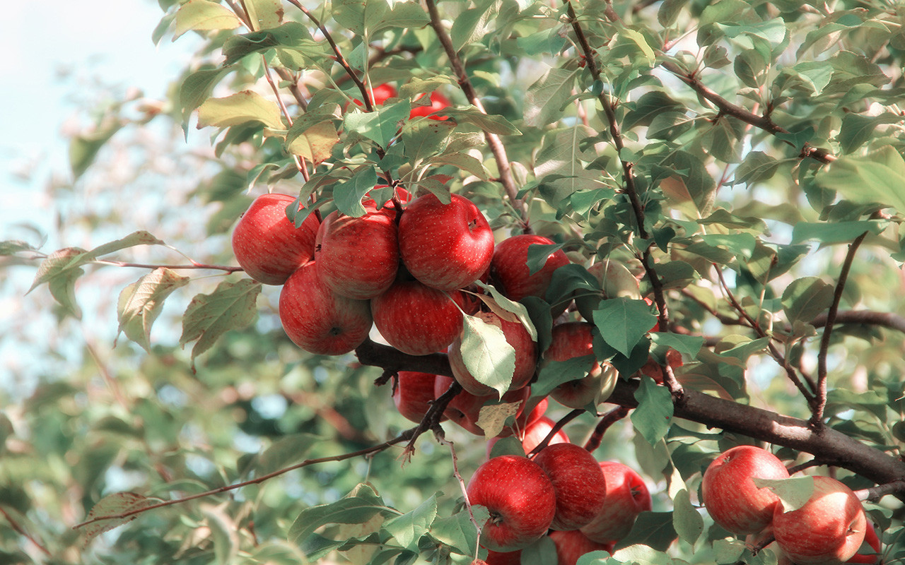 How to grow apples