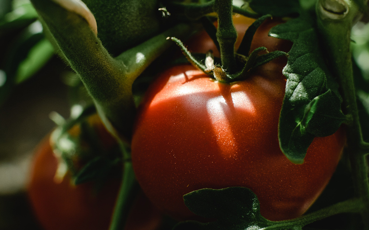 Growing Meaty Tomatoes