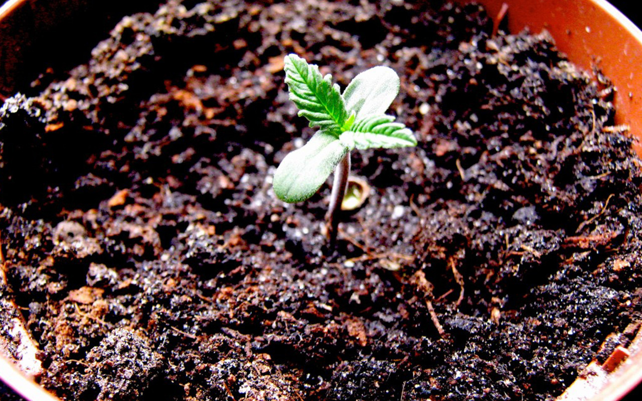 Cultivo de cannabis: una guía para principiantes