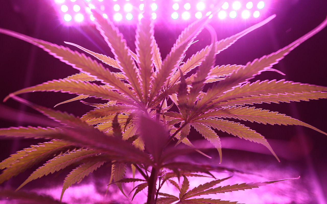 Cultivation Practices for a Better Cannabis Yield