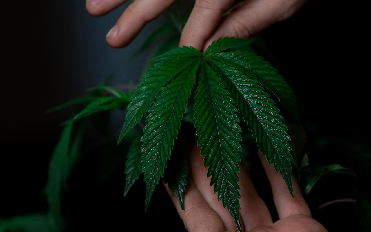 Cómo afectan las deficiencias de nutrientes a su cultivo de cannabis