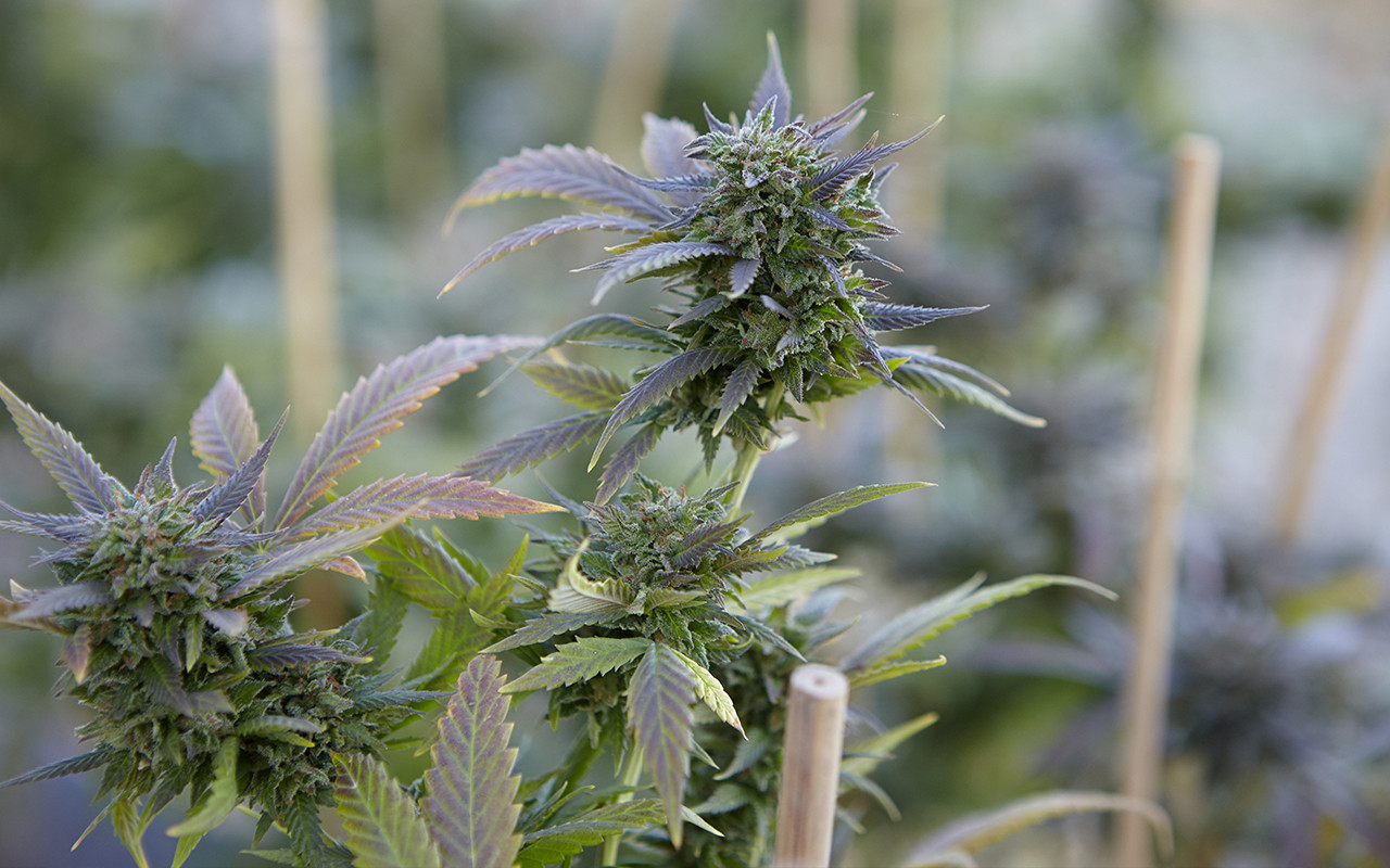 Mejores Semillas y Clones de Marihuana para Cultivar
