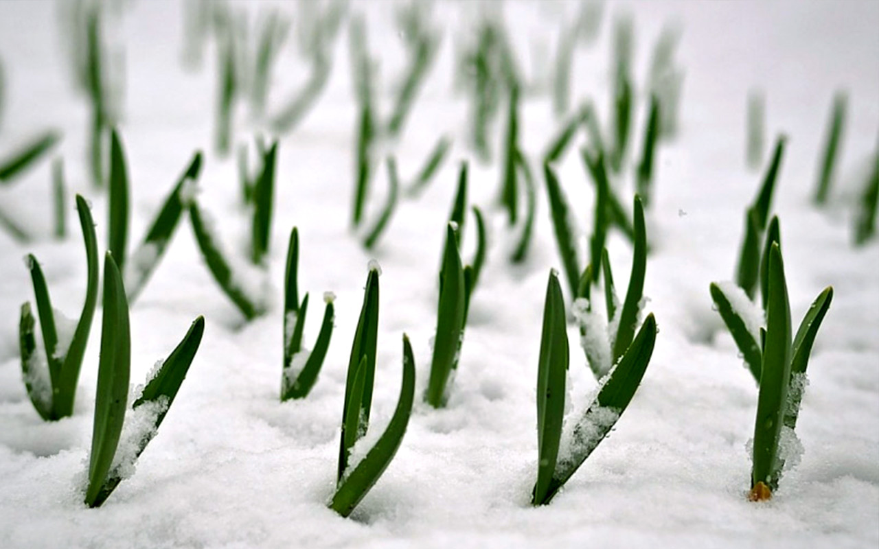 Snow gardening