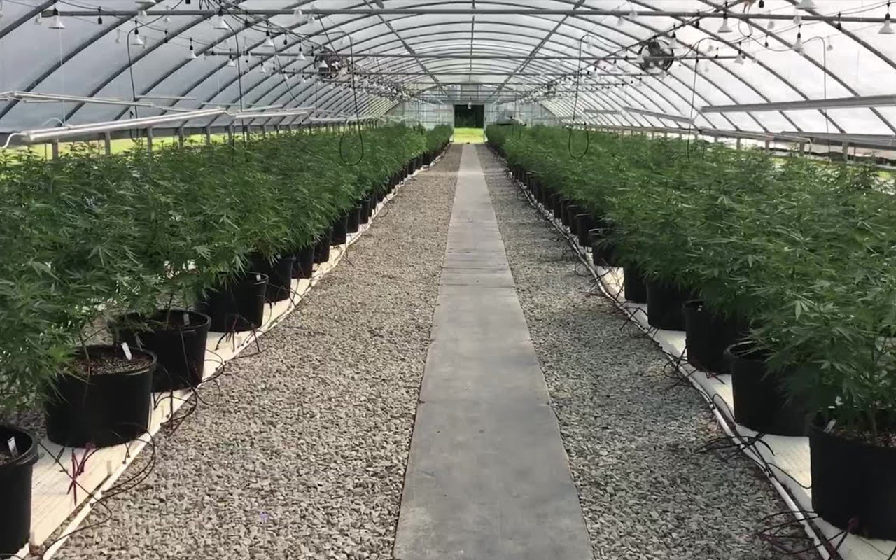 Perfect Hemp Greenhouse