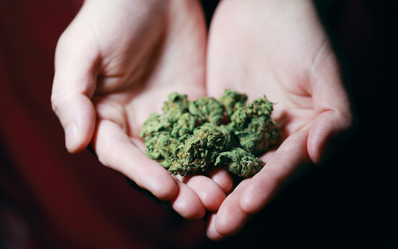 Cultivar cannabis en casa