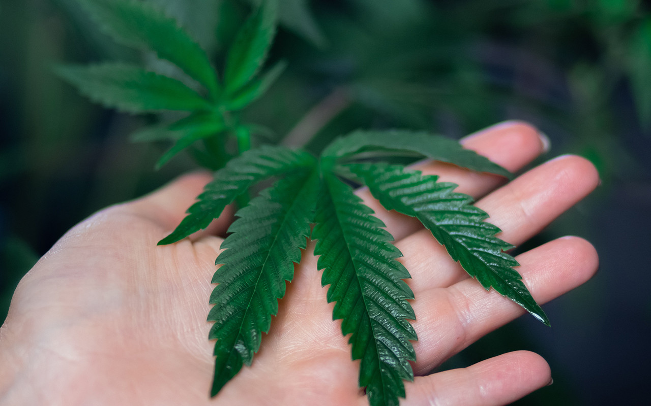 Herramientas esenciales para cultivadores de cannabis aficionados